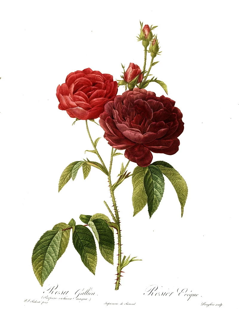 Rosa gallica purpuro - violacea magna